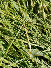 Urochloa piligera