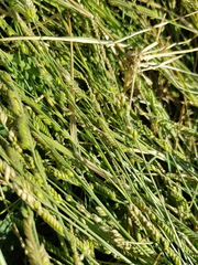 Urochloa piligera
