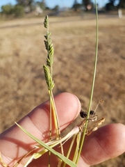 Urochloa piligera