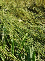 Urochloa piligera