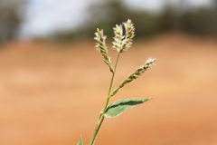 Urochloa gilesii