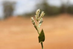 Urochloa gilesii