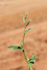 Urochloa gilesii