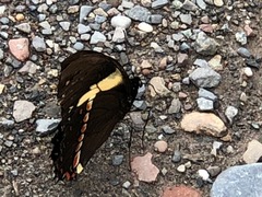 Papilio menatius
