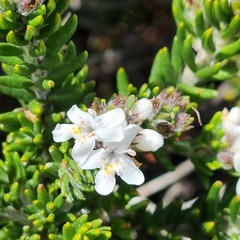 Westringia senifolia
