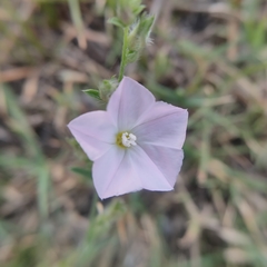 Convolvulus prostratus