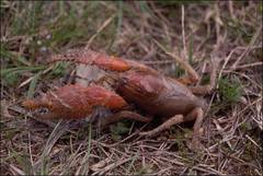 Engaeus hemicirratulus