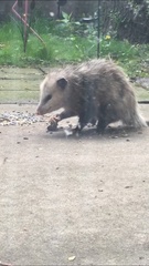 Didelphis virginiana