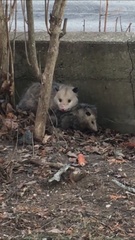 Didelphis virginiana