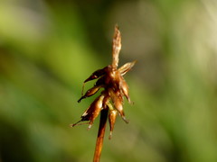 Carex cephalotes