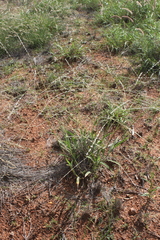 Digitaria ammophila