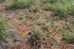 Digitaria ammophila