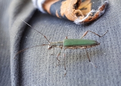 Calliprason sinclairi