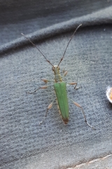 Calliprason sinclairi