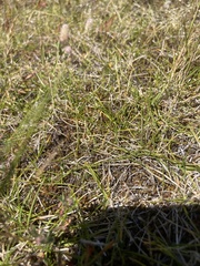 Zoysia minima