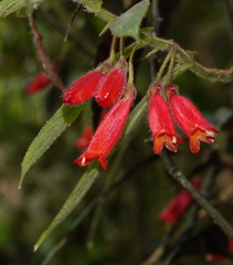 Columnea anisophylla