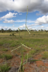 Urochloa piligera