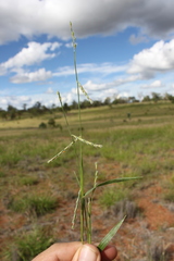 Urochloa piligera