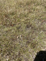 Zoysia minima