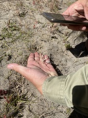 Zoysia minima