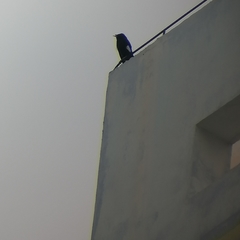 Acridotheres cristatellus