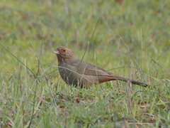 Melozone crissalis