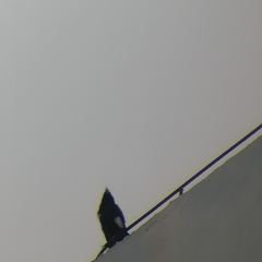 Acridotheres cristatellus