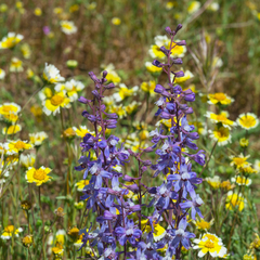 Delphinium recurvatum
