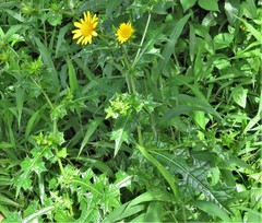 Asteraceae