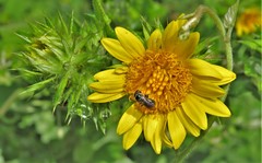 Asteraceae