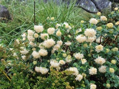 Pimelea ligustrina ciliata