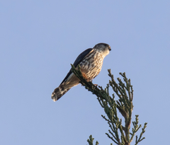 Falco columbarius