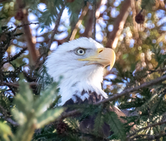 Haliaeetus leucocephalus