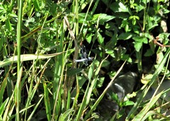 Palpopleura portia