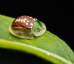 Cassida compuncta