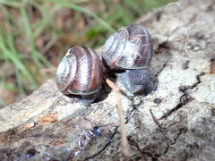 Helminthoglypta sequoicola consors
