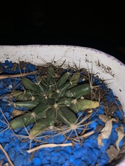 Mammillaria longimamma