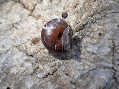 Helminthoglypta sequoicola consors