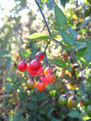 Solanum dulcamara