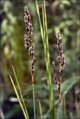 Machaerina tetragona
