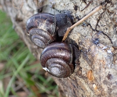 Helminthoglypta sequoicola consors