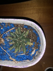 Mammillaria longimamma