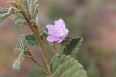 Hibiscus sturtii
