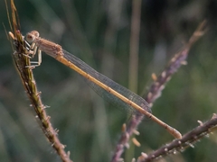 Pseudagrion spencei