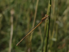 Pseudagrion spencei