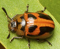 Calomela crassicornis