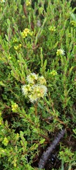 Kunzea muelleri