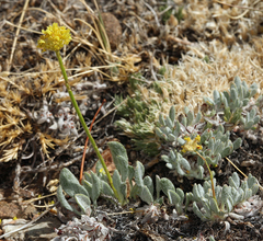 Eriogonum rosense