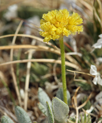 Eriogonum rosense