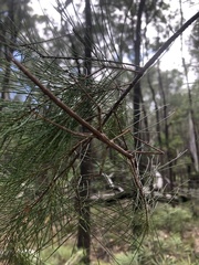 Anchiale austrotessulata